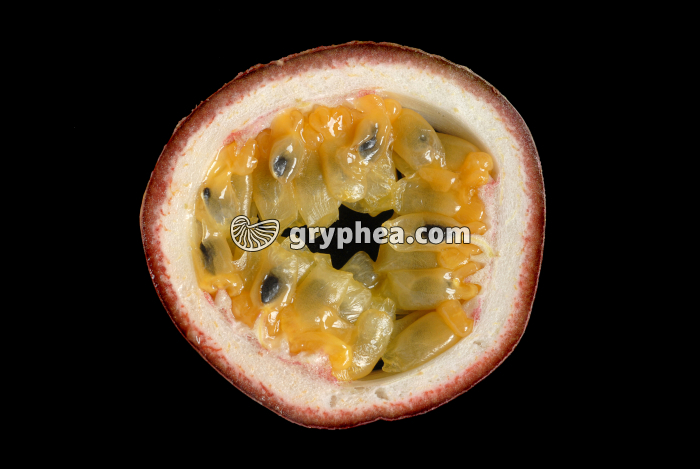Fruit de la Passion CT (Passiflora edulis) - gryphea.com